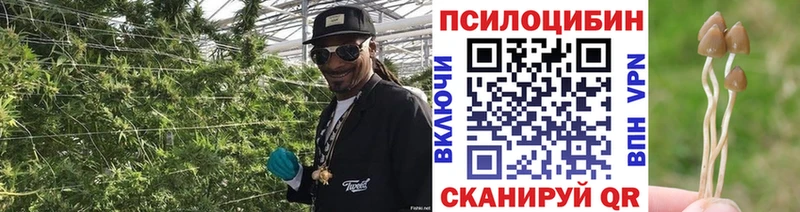 купить   Шадринск  Галлюциногенные грибы Psilocybe 